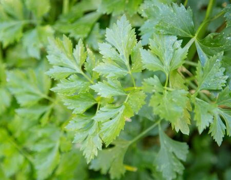 parsley leaves in natureの写真素材