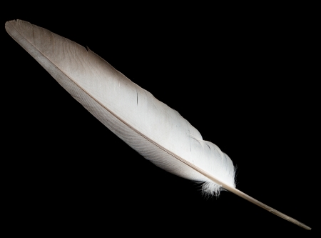 feather on a black backgroundの写真素材