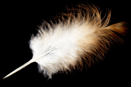 feather on a black backgroundの写真素材