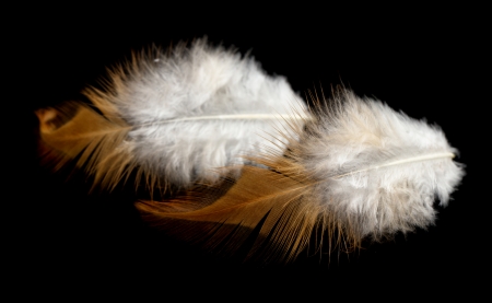 feather on a black backgroundの写真素材