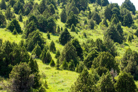 coniferous trees in the mountains in Kazakhstanの写真素材