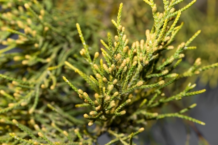 coniferous tree branch in nature. macro