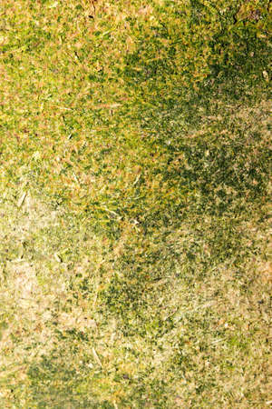 green moss on the old wooden background