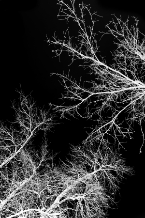 bare tree branches against a black skyの写真素材