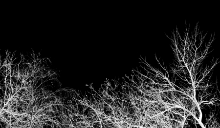bare tree branches against a black skyの写真素材