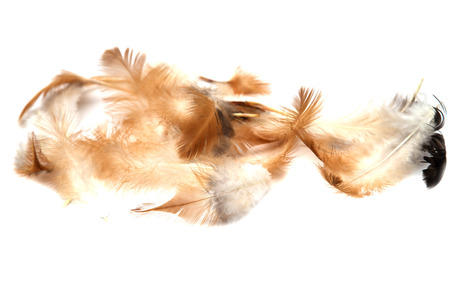 feathers on a white backgroundの写真素材