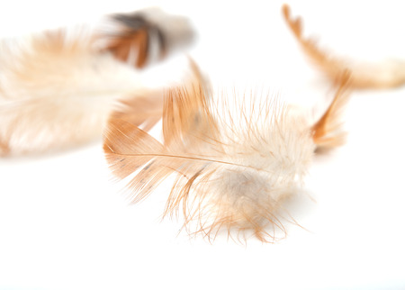 feathers on a white backgroundの写真素材