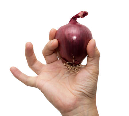 red onions in a hand on a white backgroundの写真素材