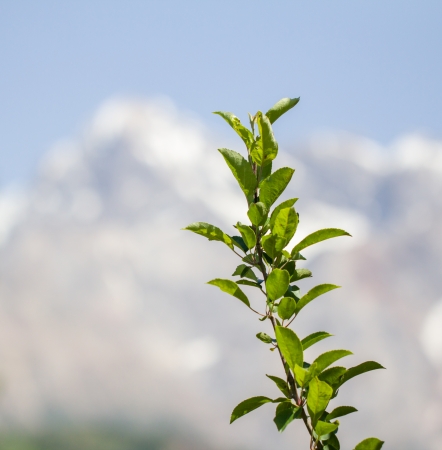 branch plants in natureの写真素材