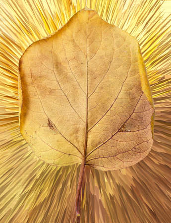 autumn leaf on abstract backgroundの写真素材
