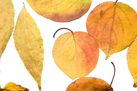 autumn leaf on a white background