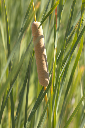 bulrush in natureの写真素材