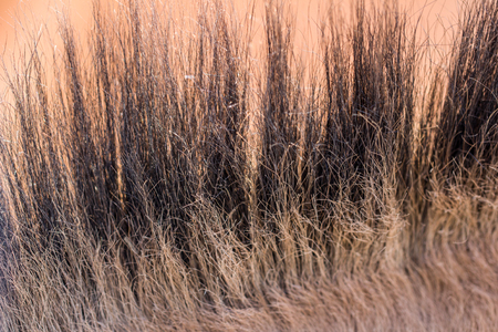 background of wool horseの写真素材