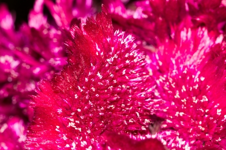 red velvet flower in nature