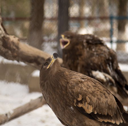 hawk in the park outdoors