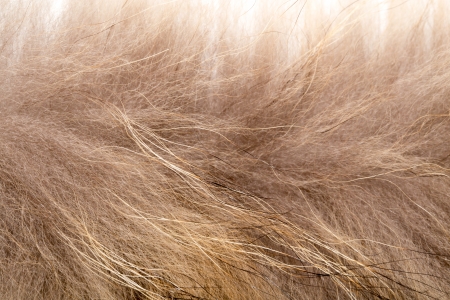 background of fur, close-upの写真素材