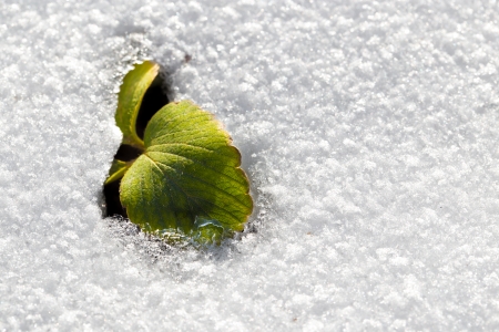 strawberry leaf in the snow in winter natureの写真素材