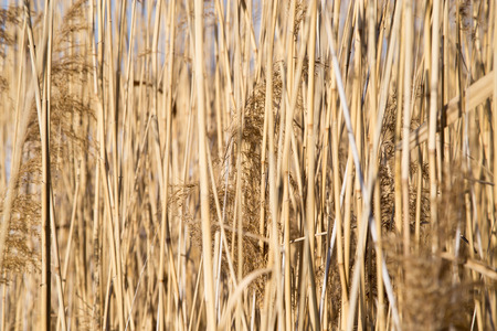 reeds on the lake in winterの写真素材