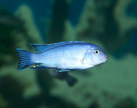 fish in the aquariumの写真素材