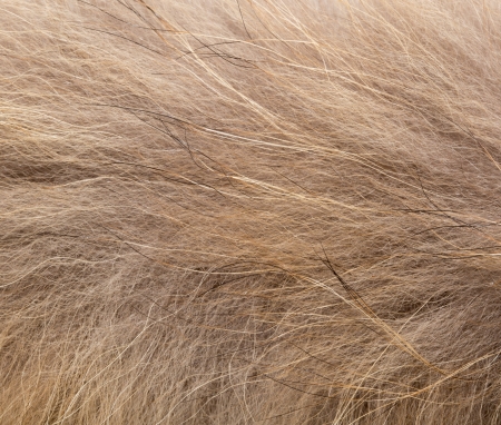 background of fur, close-up