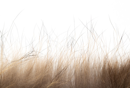 background of fur, close-upの写真素材