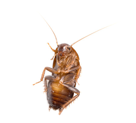 cockroach on white background. macroの写真素材