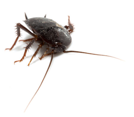 cockroach on white background. macroの写真素材