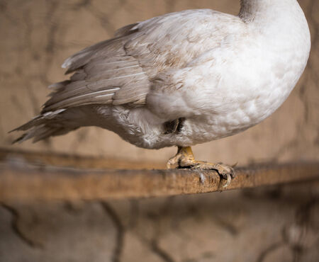 bird duck leg in hibernationの写真素材