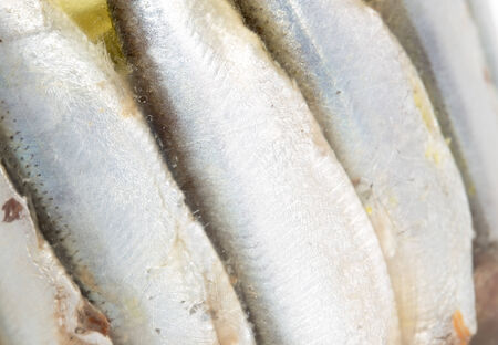 sprats in oilの写真素材