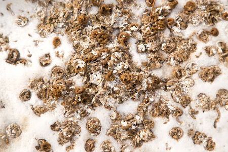 bird droppings snowの写真素材