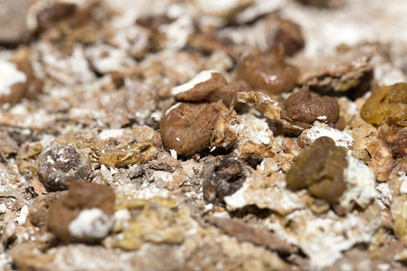 bird droppings. macroの写真素材