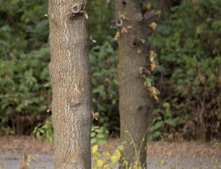 trunk of a tree in natureの写真素材