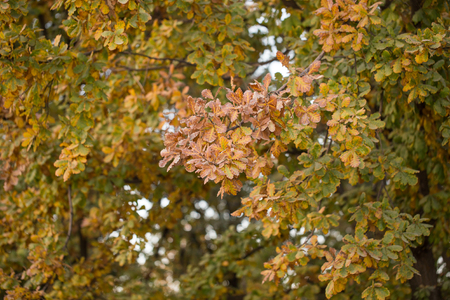 oak leaves in autumn outdoors