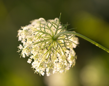 white flower in nature. macroの写真素材