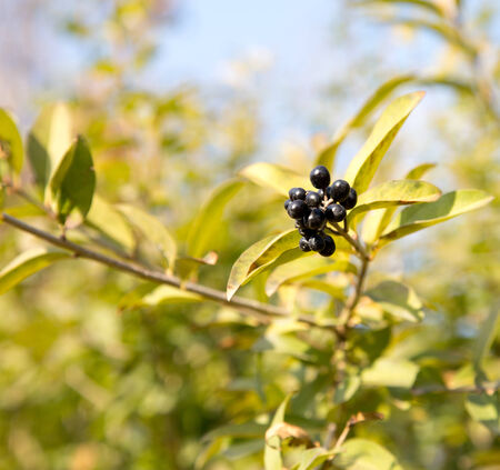 Deep blue and glossy berries on a shrub of the Wild Privet, Ligustrum vulgare, in autumn