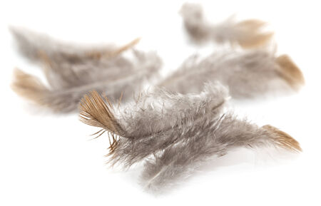 pigeon feather on white backgroundの写真素材