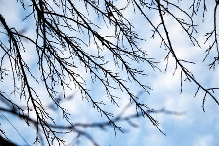 bare tree branches against the sky at sunsetの写真素材