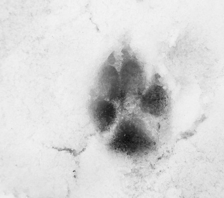 trail dog in the snowの写真素材