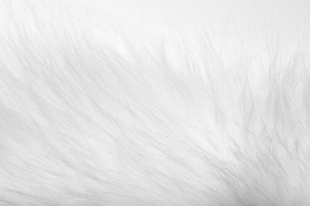background of white fur