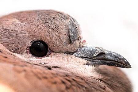 Portrait of a dove on a white backgroundの写真素材