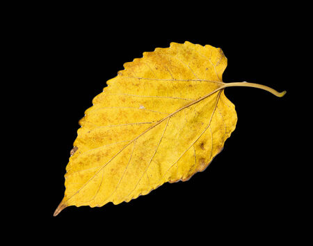 autumn leaf on a black backgroundの写真素材