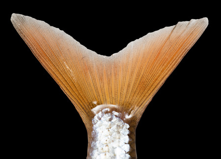 fish tail on a black backgroundの写真素材