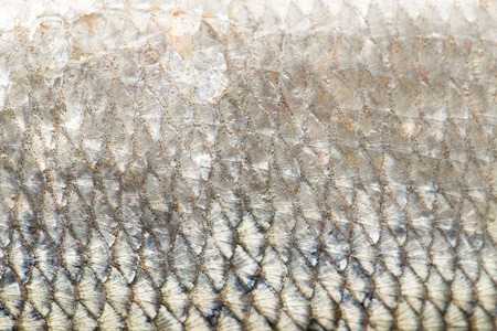 background of fish scales. macro
