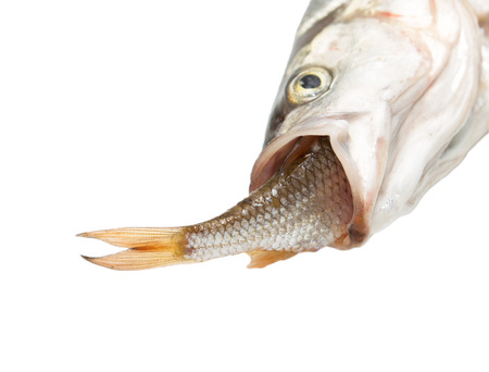 fish eating another fishの写真素材