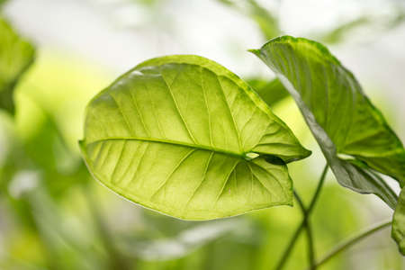 beautiful background of green plant leafの写真素材