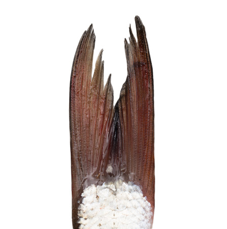 tail of a fish on a white backgroundの写真素材