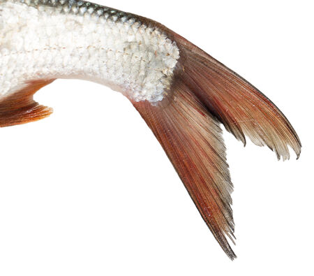 tail of a fish on a white background