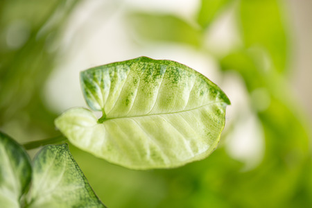beautiful background of green plant leafの写真素材