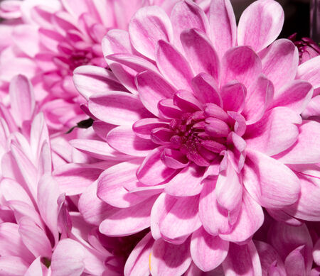 Background of beautiful flowersの写真素材