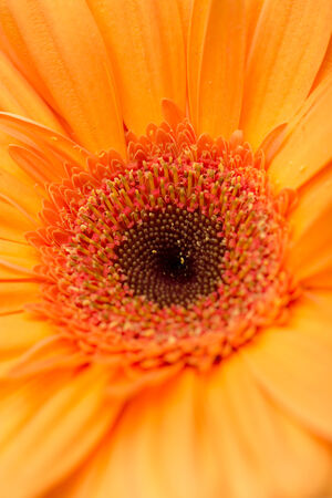 Background of beautiful flowersの写真素材